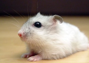 Winter White Russian Dwarf Hamster